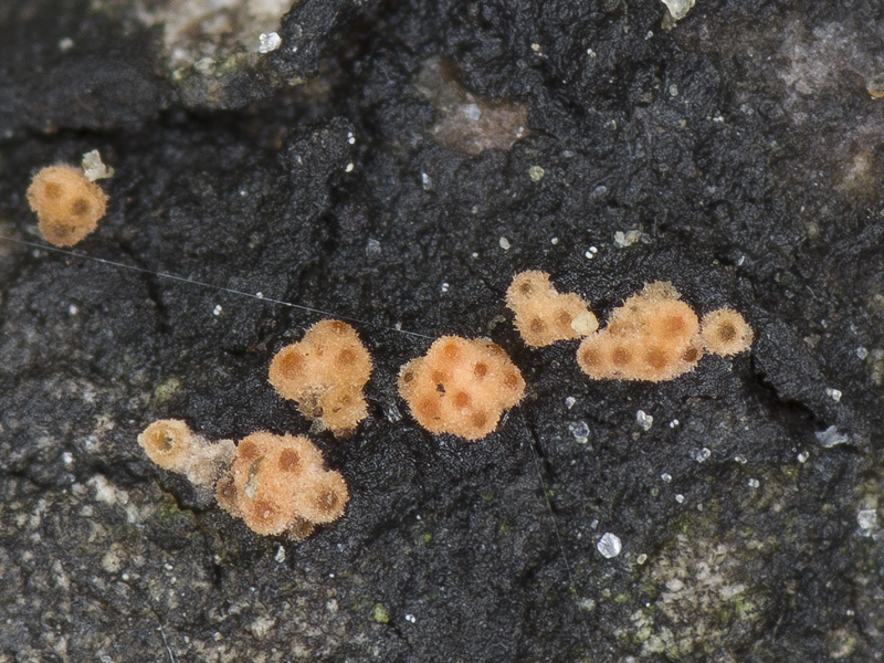 Flammocladiella anomiae